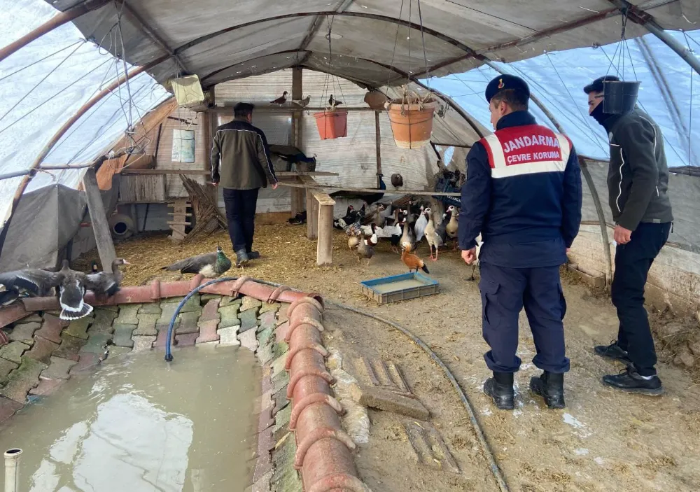 Nesli tehlike altındaki 32 kuşla yakalandı: 78 bin 650  TL ceza uygulandı
