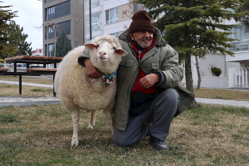 Kuzuyken aldı, 4 yıldır yanından ayrılmıyor
