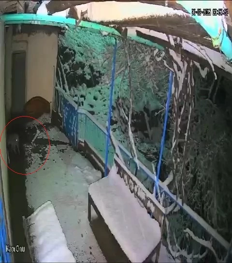 Çakal, balkondaki tepsiyi alıp götürdü