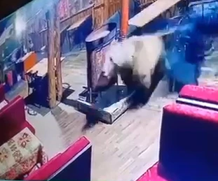 Camları kırıp restorana giren ayı, masaları devirip kaçtı; o anlar kamerada