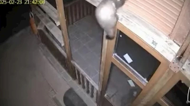 Çankırı - Bağ evine girmeye çalışan sansar ile nesli tehlike altındaki vaşak kamerada /Video eklendi 