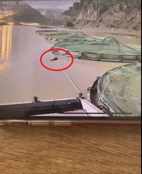 Gümüşhane- Ayının su ürünleri tesisindeki balıkları yiyip uzaklaştığı anlar kamerada /Video eklendi 