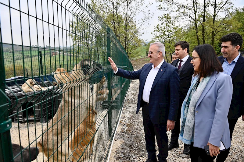 Sokak hayvanlarına 51 ilde doğal yaşam alanları 