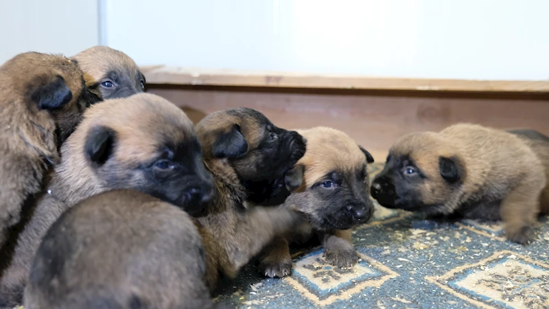 Arama kurtarma köpekleri, 