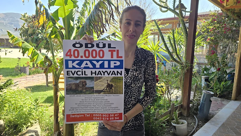 3 aydır kayıp olan köpeği Çilek