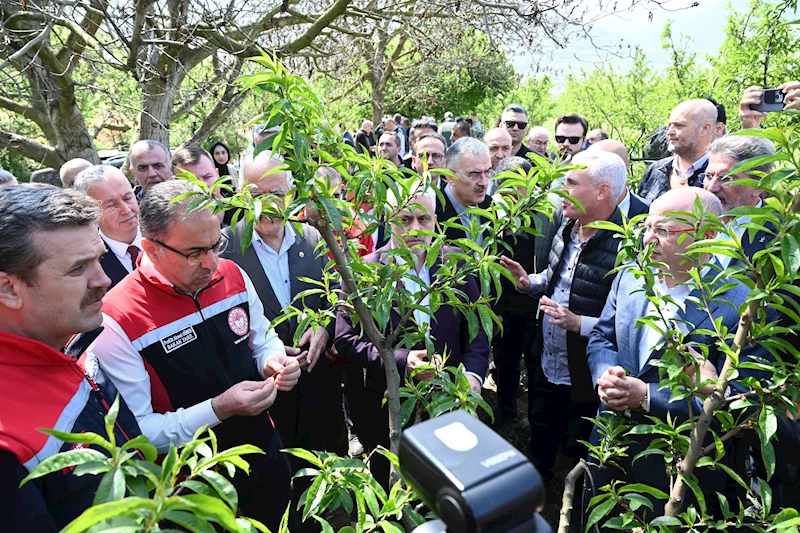 Bakan Yardımcısı Gümen: İznik’te 63 bin dekar alan zirai dondan etkilendi