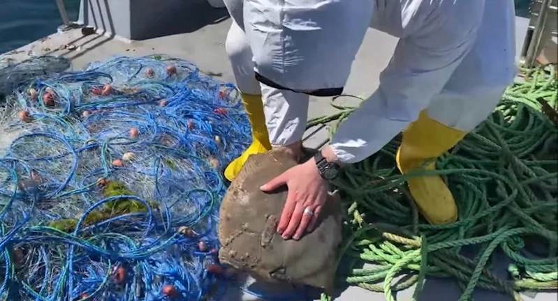 Yasağa rağmen ‘kalkan’ avlayan balıkçıların ağlarına el konuldu, balıklar suya salındı