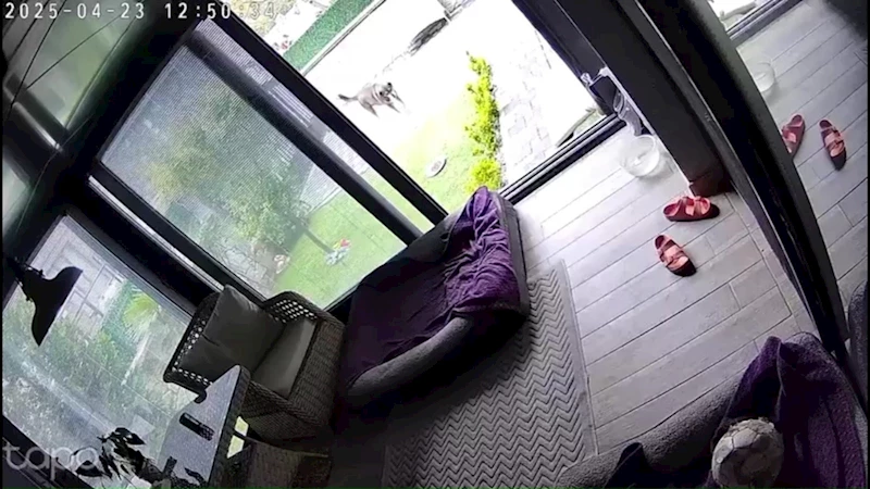 Deprem anında köpeklerin kaçışması kamerada