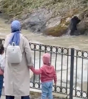 Dereye düşen domuz, güçlükle karaya çıktı; o anlar kamerada