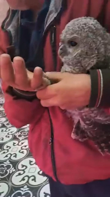 Yuvasından düşen yavru baykuşu kasaba götürüp etle beslediler