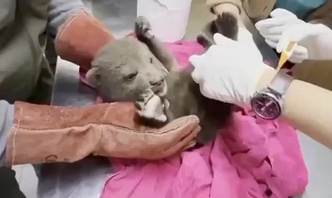 Ormanda yorgun halde bulunan yavru boz ayı tedaviye alındı; 