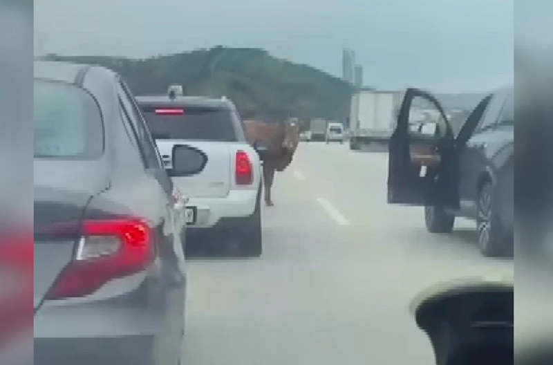 Otobana çıkan boğa, sürücülere zor anlar yaşattı