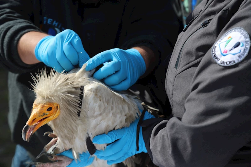 Verici takılan akbaba, 3 yılda 101 bin 230 kilometre uçtu