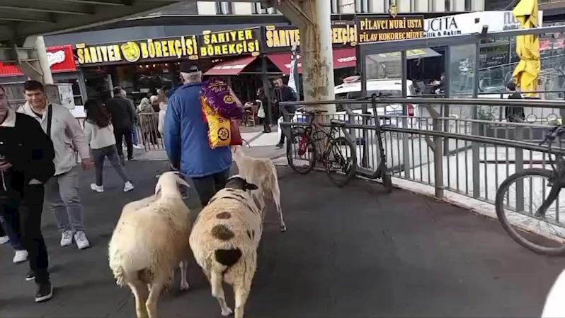 İstanbul - Küçükçekmece’de bir kişi, 4 koyunu ile yürürken görüntülendi / Ek görüntü