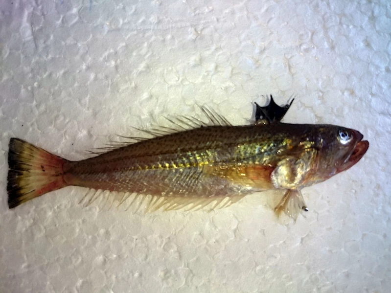 Dikenleri zehirli balığa karşı uyarı; kollarda çürüme, dokularda ölüm meydana getiriyor