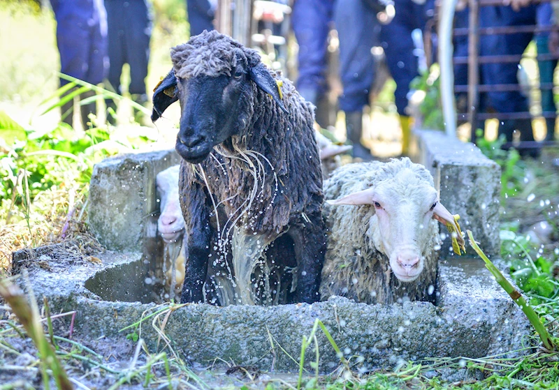 Bursa- Veteriner fakültesinde 8 asırlık 
