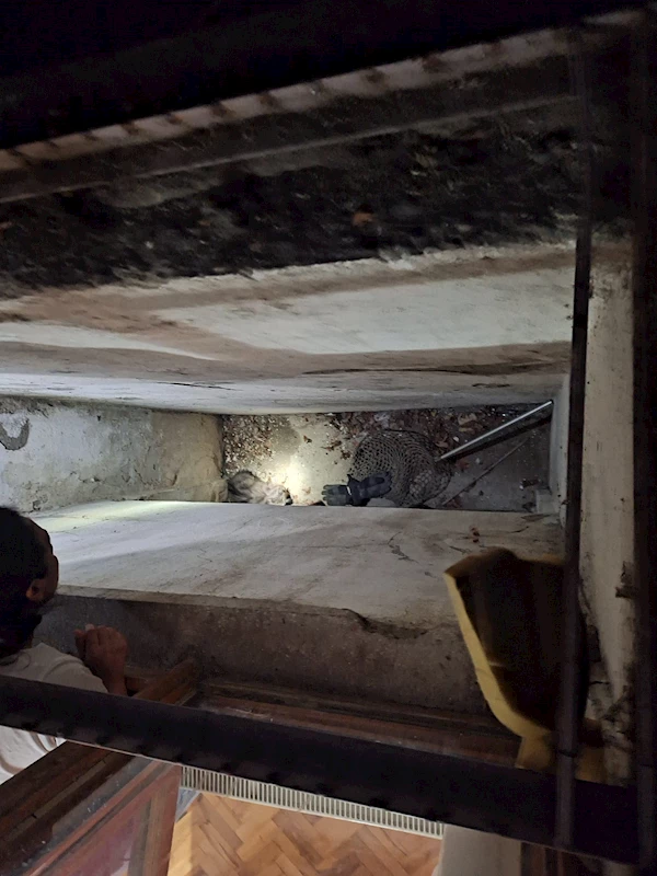 Havalandırma boşluğunda mahsur kalan 2 yavru kediyi itfaiye kurtardı