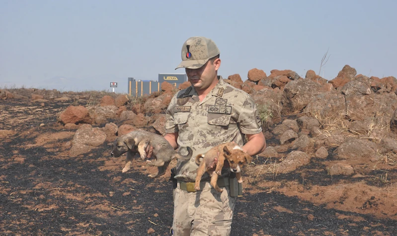 Yangında mahsur kalan yavru köpekleri jandarma kurtardı