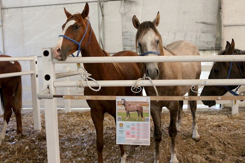 TİGEM, tay satışından tek seferde 31 milyon lira gelir elde etti