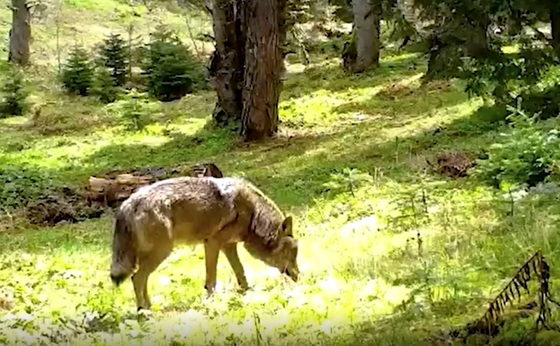 Nesli tehlike altındaki Bozkurt, Bursa’da fotokapana yakalandı