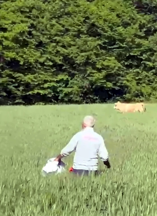 Kaçan kurbanlık boğa ormanda yakalandı