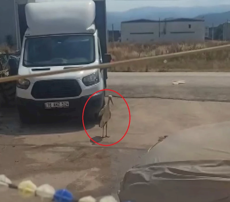 Sıcaktan bunalan leyleği hortumla su sıkarak serinletti