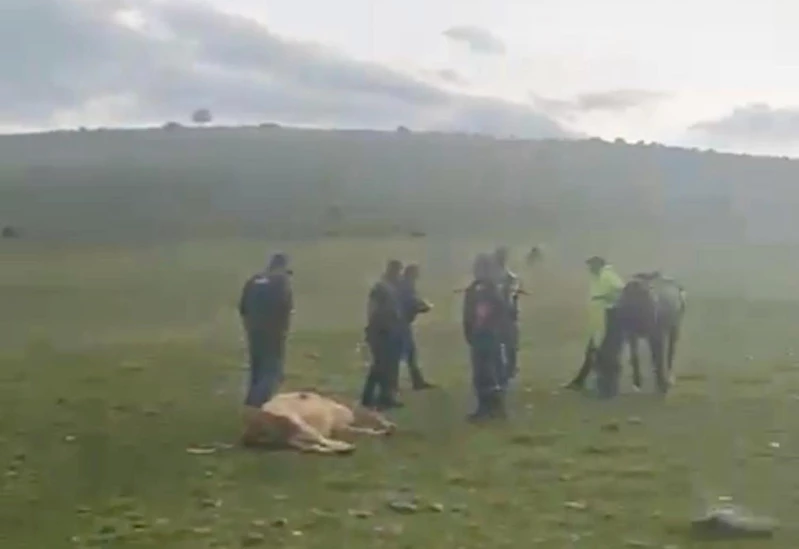 Ardahan’da meraya yıldırım düştü; 3 inek öldü