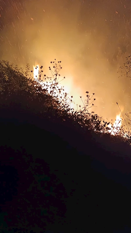 Bolu’da örtü yangını