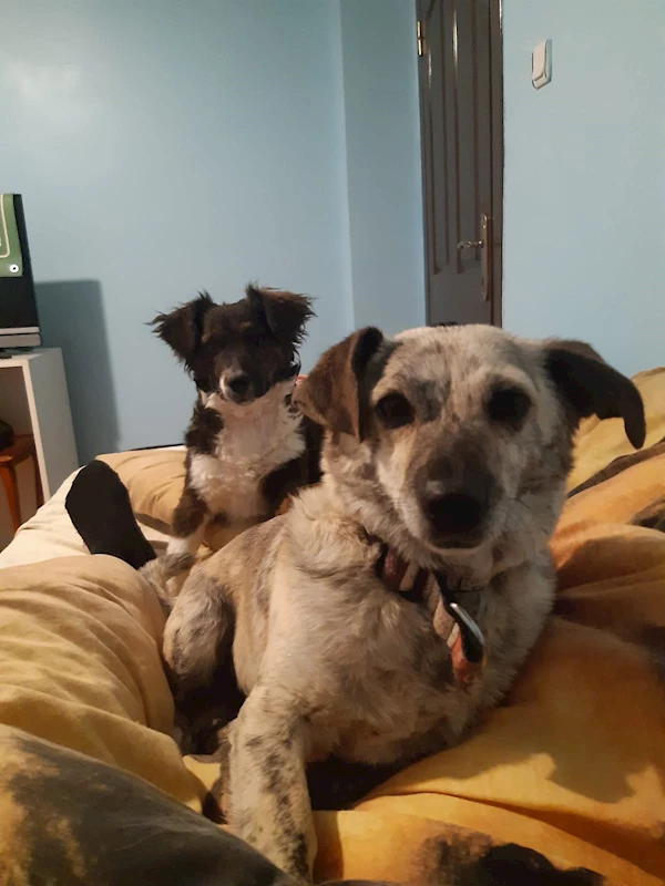 Sahipli köpeği öldüren sanığa 2,5 yıl hapis