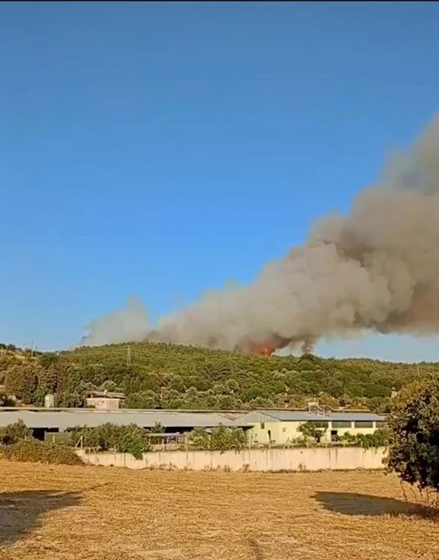 İzmir’de orman yangını 