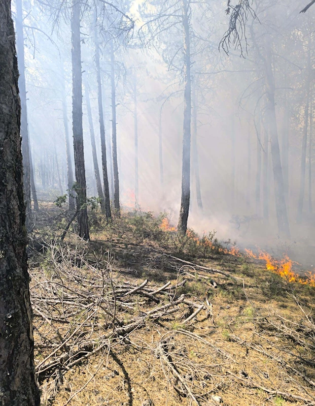 Eskişehir’de orman yangını / Ek fotoğraflar