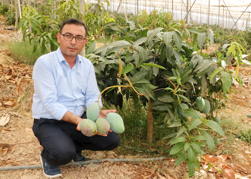 Antalya - ‘Tüketicimiz yerli mangoyu tercih etsin’ /Video eklendi 