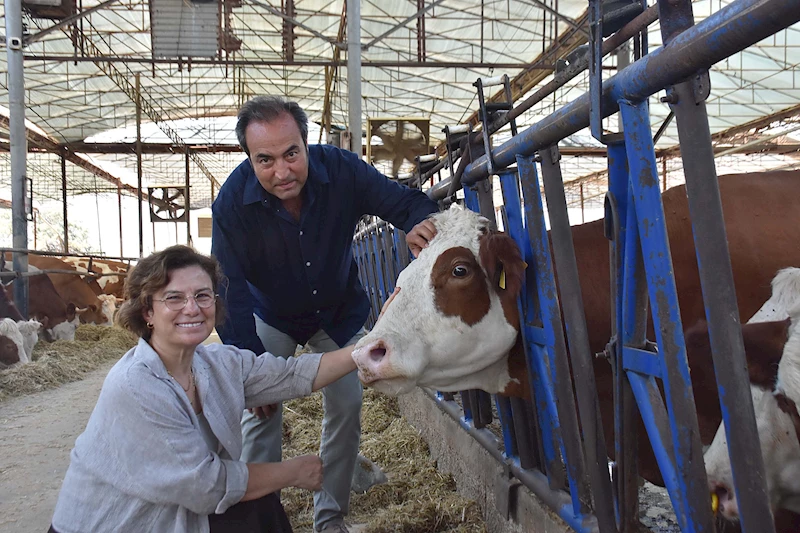 İzmir -Veteriner çift, çiftlikteki buzağılarına tanıdıklarının ismini veriyor /Video eklendi 