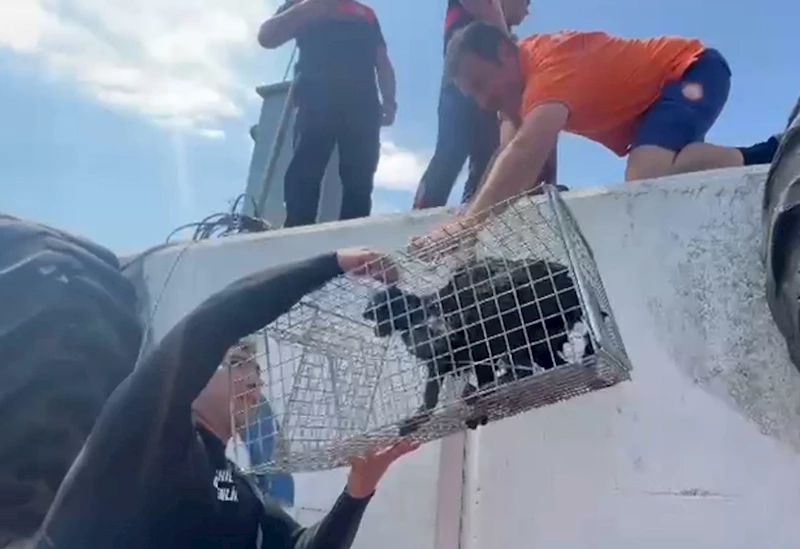 Mendirek ayağında mahsur kalan kedi kurtarıldı
