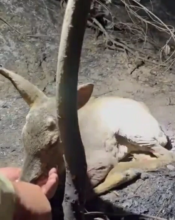 Çanakkale’deki yangında ekipler, yaralı bulunan yavru ceylana su içirdi /Video ekiyle yeniden