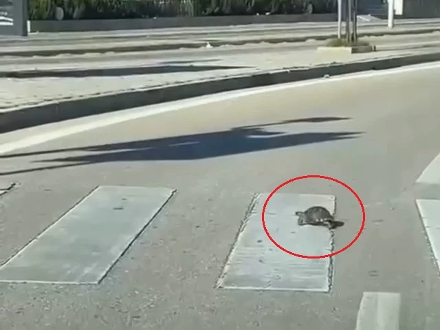 Yaya geçidinden geçen kaplumbağa, kamerada