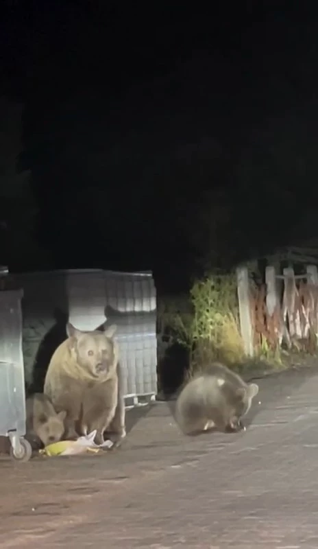 Anne ayı ile 3 yavrusu karınlarını doyururken görüntülendi