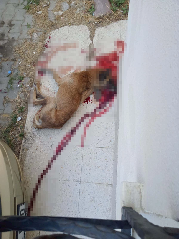 Polis, kendisine saldırdığını iddia ettiği sokak köpeğini tabancayla öldürdü