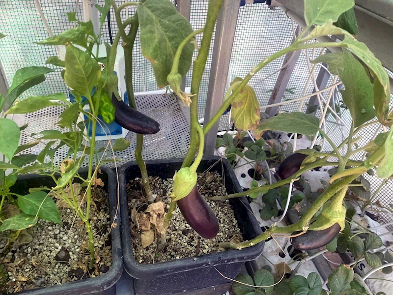 Evinin bahçesine sera kuran profesörden organik üretim / Ek fotoğraflar