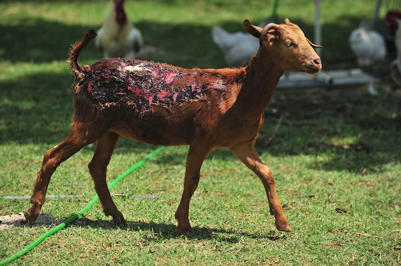 Orman yangınlarından kurtarılan 2 kuzu ile 13 koyun, Emekli Hayvanlar Çiftliği