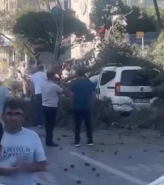 Rüzgar nedeniyle devrilen ağaç, hafif ticari aracın üzerine düştü