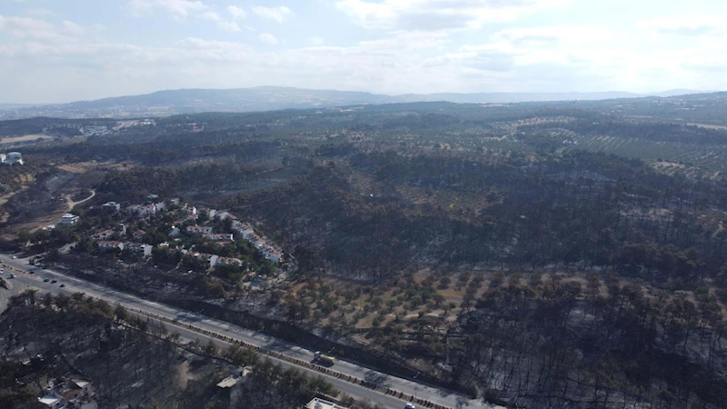 Ormanların yanması nedeniyle korunmasız hale gelen yaban hayvanları için av yasağı isteği