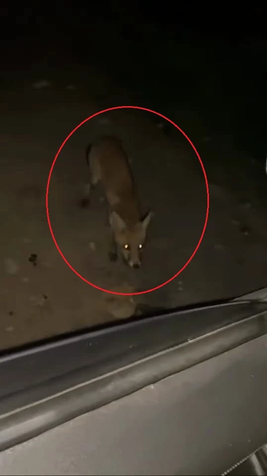 Tilkiyi cipsle besledi