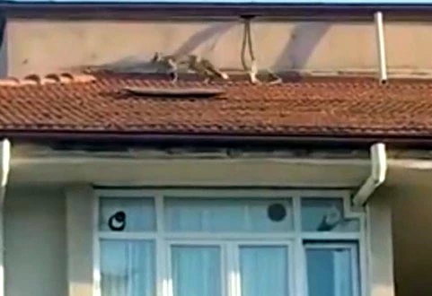 5 katlı apartmanın çatısına çıkan tilkiyi itfaiye ekibi yakaladı
