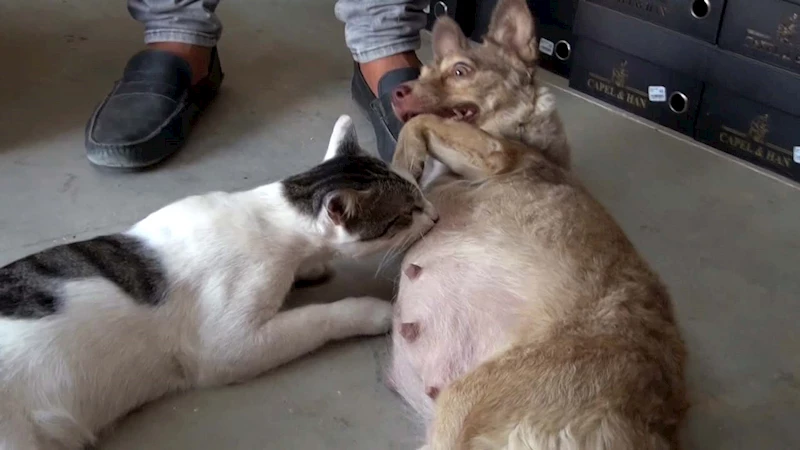 Hatay - Çöpte bulunan kediye, depremzede köpek annelik yapıyor /Video eklendi 