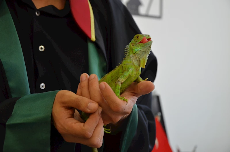 İguana ‘İgor’, hukuk bürosunun maskotu oldu