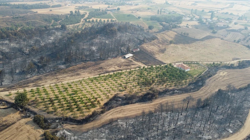Gelibolu yangınından etkilenmeyen ceviz bahçesi dronla görüntülendi