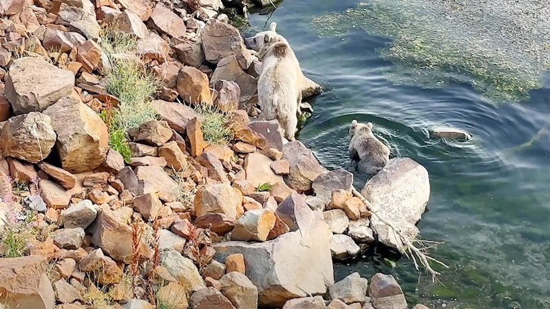Bitlis- Bozayılar, Nemrut Krater Gölü’nde yüzerken görüntülendi /Video eklendi 