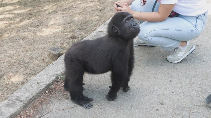 İstanbul - Yavru goril 