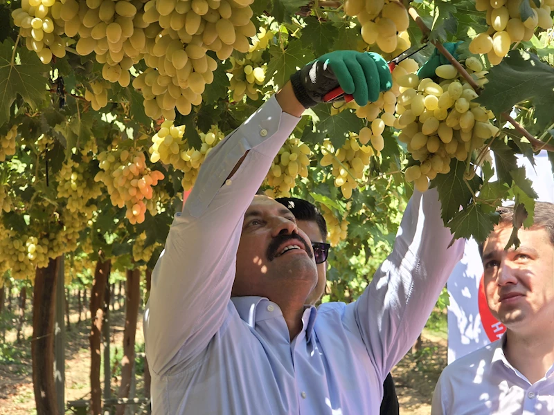 Hatay’da üzüm bağlarında hasat başladı; rekolte beklentisi 85 bin ton /Video eklendi 